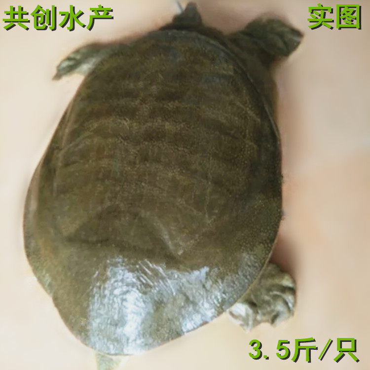 放养大老鳖公甲鱼保活包邮顺丰
