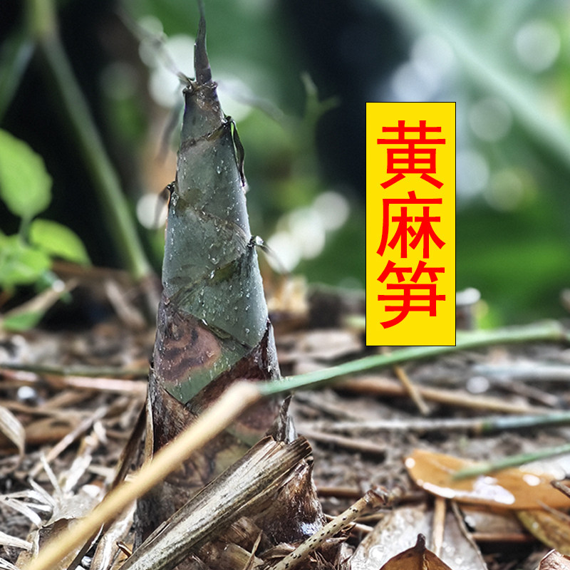 鲜笋新鲜现挖竹笋当季福建永泰黄麻笋蔬菜麻笋手拔笋嫩笋春笋剥