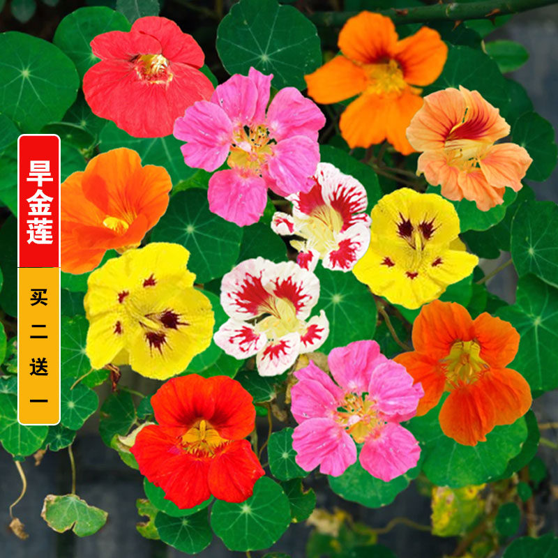旱金莲种子七彩花种籽室内外盆栽垂吊荷花四季播开花易活碗莲花籽