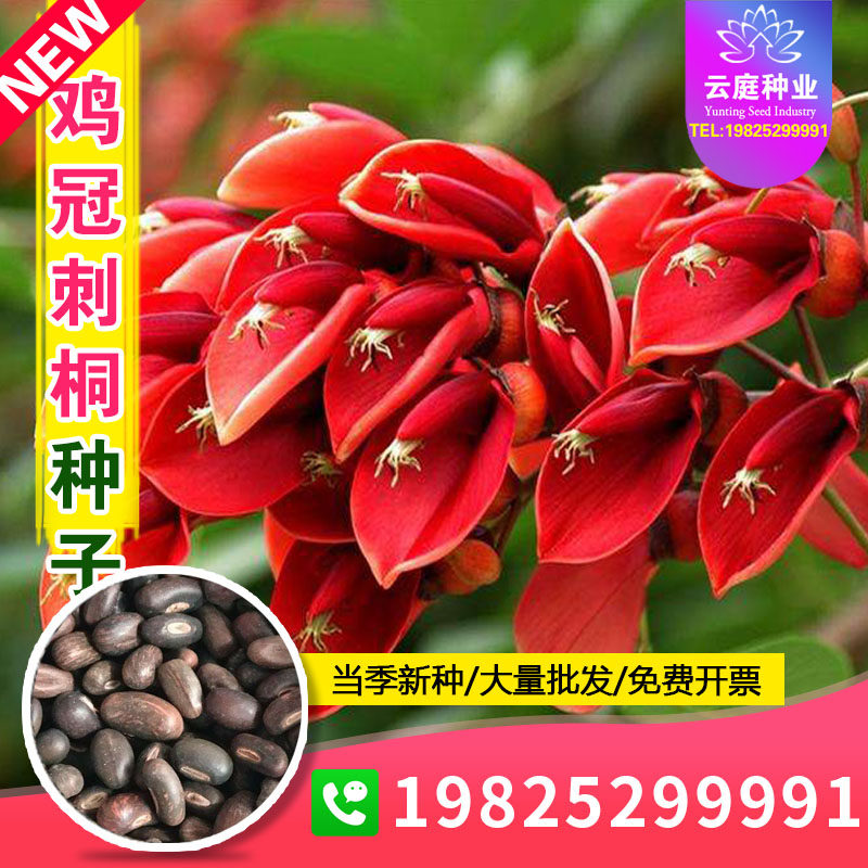 新采鸡冠刺桐种子巴西刺桐鸡冠豆种籽象牙红鸡冠花树园林绿化树种
