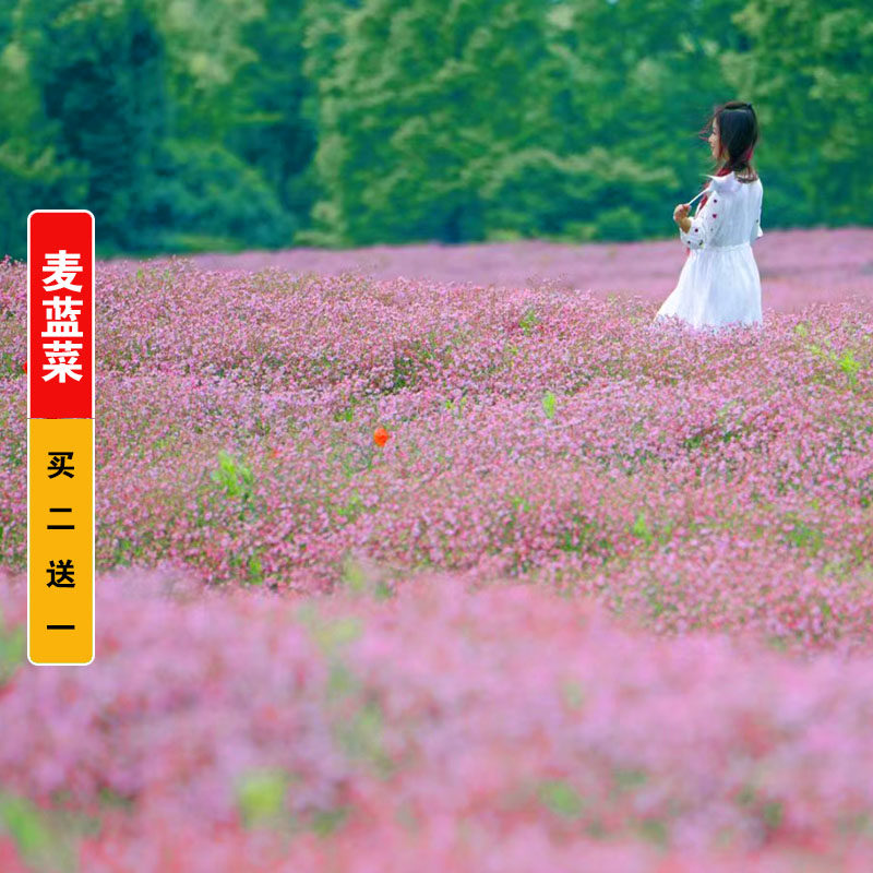 麦蓝菜种子易种活王不留行剪金子皂草籽春秋播室外阳台庭院花卉