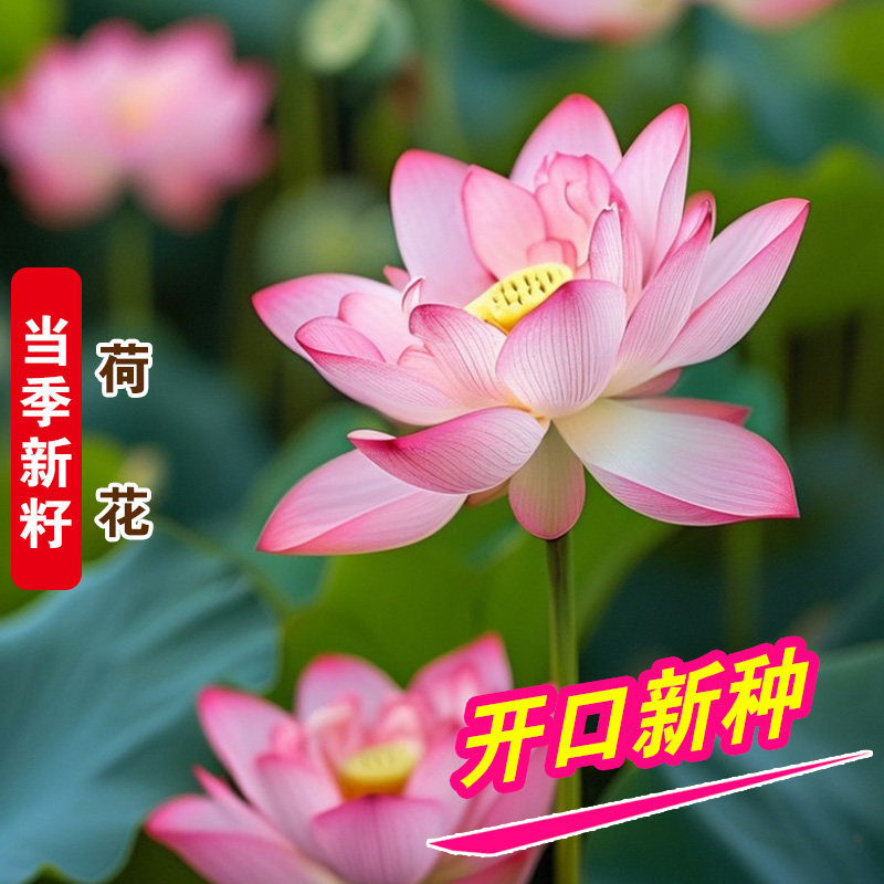 已开口水培碗莲种子植物睡莲荷花室内外开花四季阳台盆栽种籽莲花