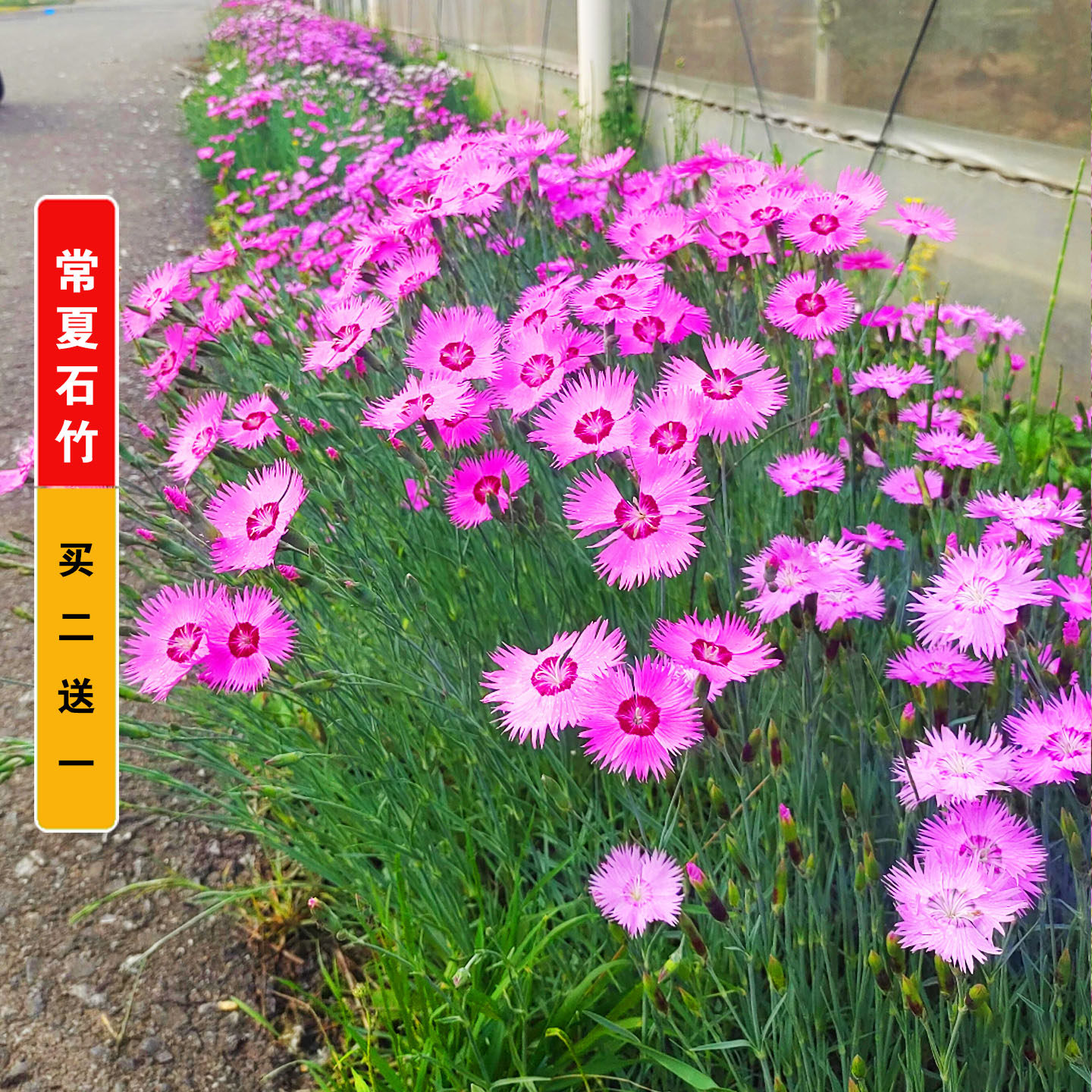 常夏石竹种子四季开花多年生春秋季播景观花卉易活混色耐寒阳台