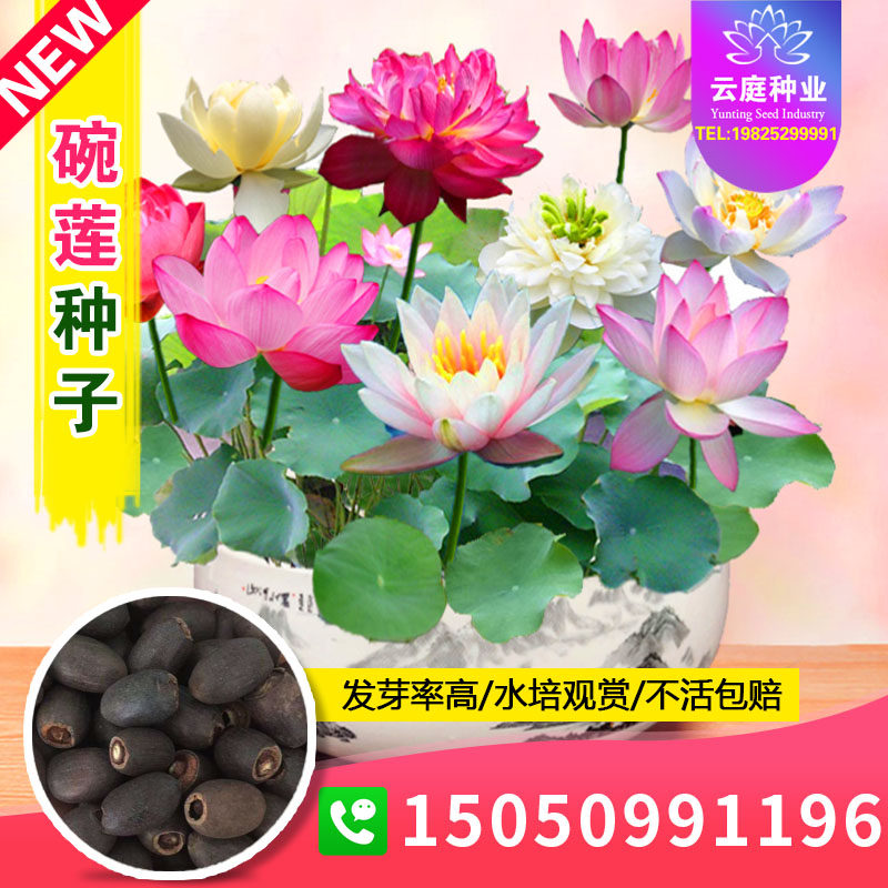 已开口水培碗莲种子植物睡莲荷花室内外开花四季阳台盆栽种籽莲花