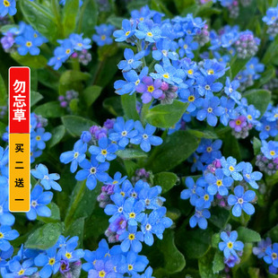勿忘我花种宿根多年生高山勿忘草种子绿化盆栽四季易种花卉种籽孑