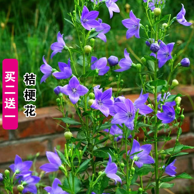 桔梗花种子桔梗花种籽子中药材图片