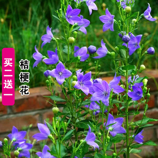 中华桔梗种子铃铛花种籽子四季播种开花易种植阳台盆栽庭院多年生
