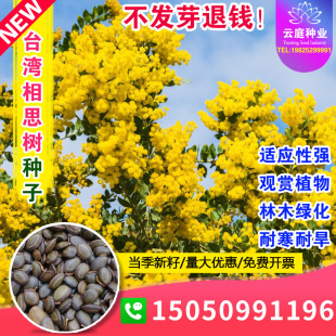 台湾相思树种子香丝树种籽相思仔假叶豆四季常绿开花林木荒山绿化