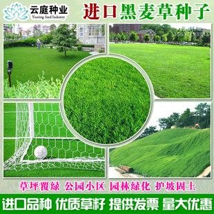 进口高档多年生黑麦草种子蓝标草坪用草籽园林工程绿化护坡南北方