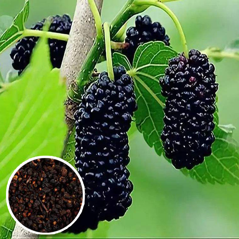 桑树种子桑叶桑葚种籽养蚕饲料大叶果桑蚕桑桑枣树种果树农桑种孑