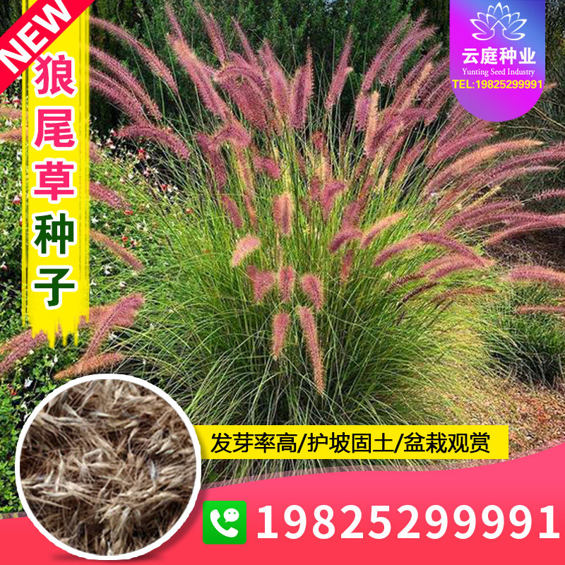 观赏狼尾草种子紫穗狼尾草种籽牧草盆栽绿化道路河堤护坡草籽阳台