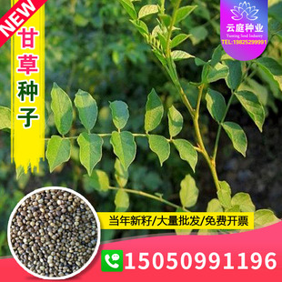 新采中草药材新甘草种子国老甜草种籽乌拉尔甘草甜根子种孑粉甘草