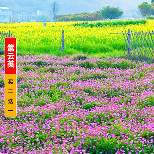 紫云英种子红花草种子蜜源固氮果园绿肥四季牧草种子食用野菜种籽