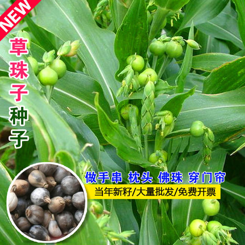草珠子种子野生圆形薏苡草佛珠子