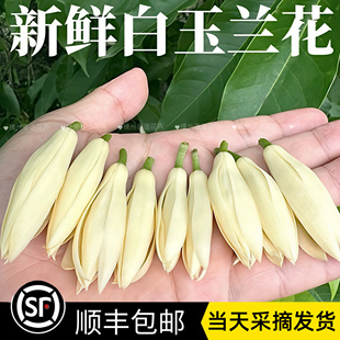 广西新鲜采摘白兰花鲜花顺丰包邮白玉兰花可做挂饰手串手链黄角兰