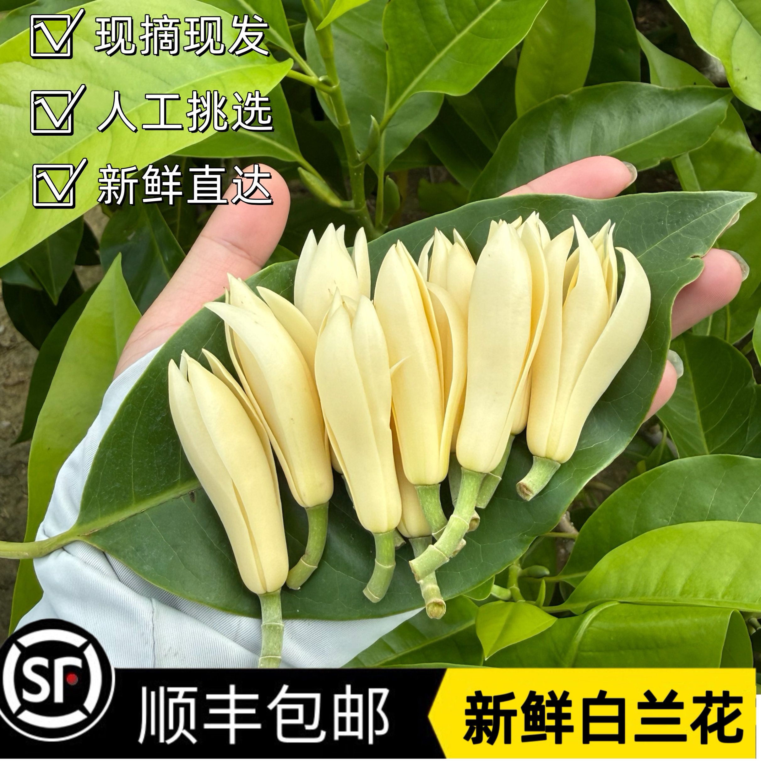 新鲜白兰花缅桂香浓香持久黄角兰做挂饰黄果兰白玉兰鲜花现摘现发