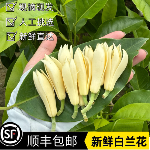 新鲜白兰花缅桂香浓香持久黄角兰做挂饰黄果兰白玉兰鲜花现摘现发