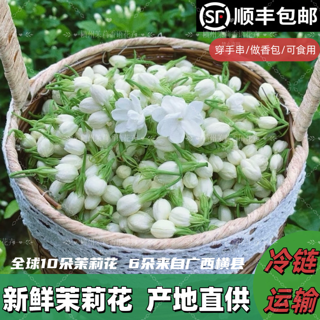 茉莉花鲜花苞手串摆摊包鲜香切新鲜花苞茉莉花卉手串手环材料纯露