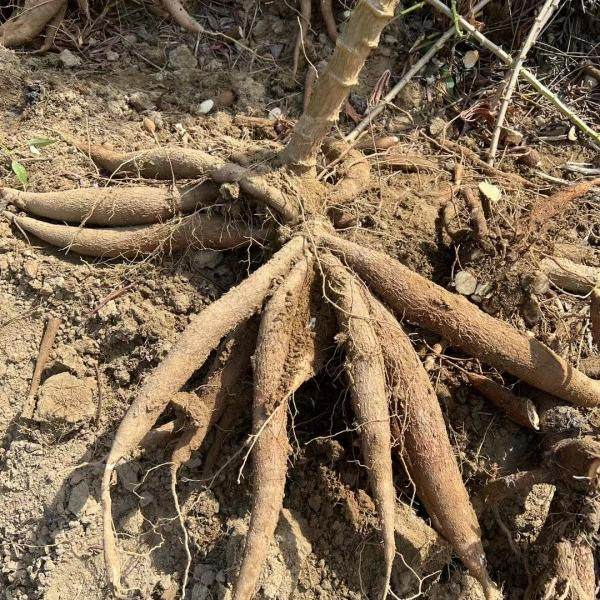 广西防城冷冻黄肉食用粉糯香甜带皮木薯甜品店华南9号木薯软糯糯,水产肉类/新鲜蔬果/熟食,番薯,淘宝优惠券,粉丝福利购,淘宝优惠卷