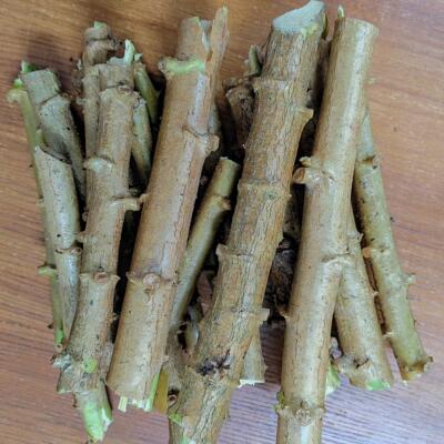 广西正宗华南9号黄肉木薯种苗种子新鲜黄肉食用品种树薯苗