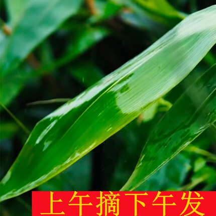 上午摘下午发江西糯米竹绳农家粽子叶野生大粽叶天然包端午棕叶绳