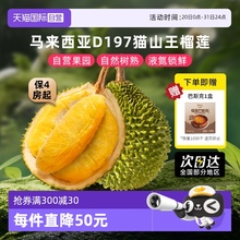 【自营】市舶士马来西亚进口D197猫山王榴莲液氮冷冻新鲜水果送礼