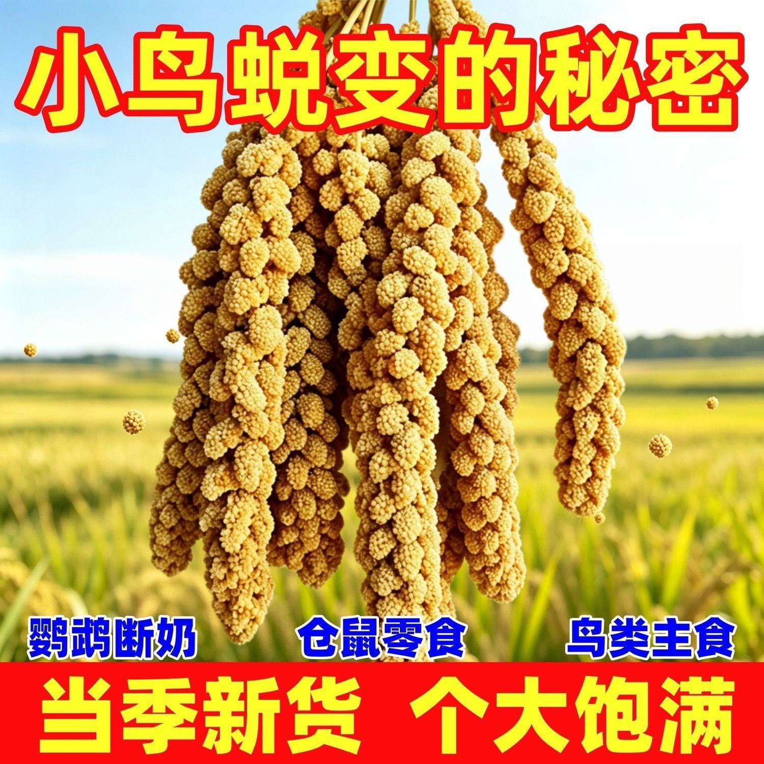 新谷穗天然谷穗黄谷穗小米穗鹦鹉小鸟零食仓鼠笼造景装饰摄影谷子