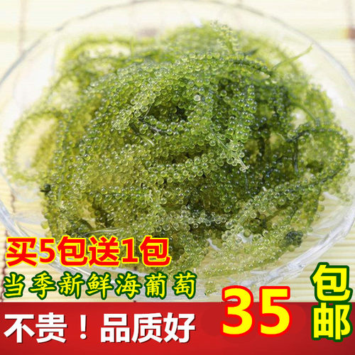 新鲜即食长寿菜海葡萄海藻刺身