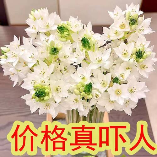 A级圣心百鲜花家庭插花