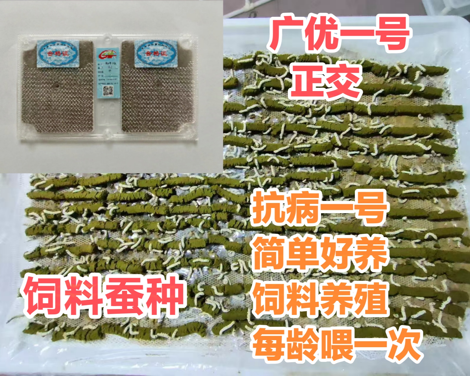 2025蚕种广优一号 蚕种 蚕卵 饲料蚕种 桑蚕 蚕种批发 蚕宝宝