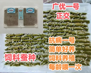 2025蚕种广优一号 蚕种 蚕卵 饲料蚕种 桑蚕 蚕种批发 蚕宝宝