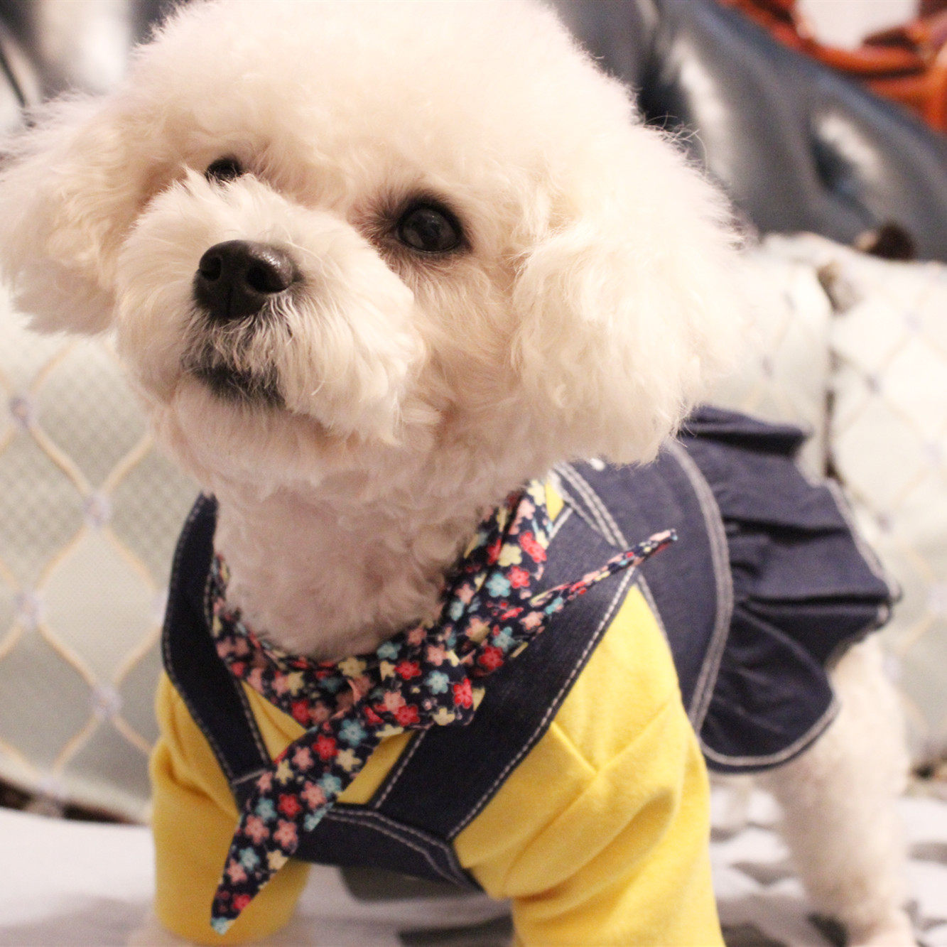 韩版宠物秋冬棉质卫衣牛仔裙泰迪比熊雪纳瑞博美法斗胖狗猫咪T恤