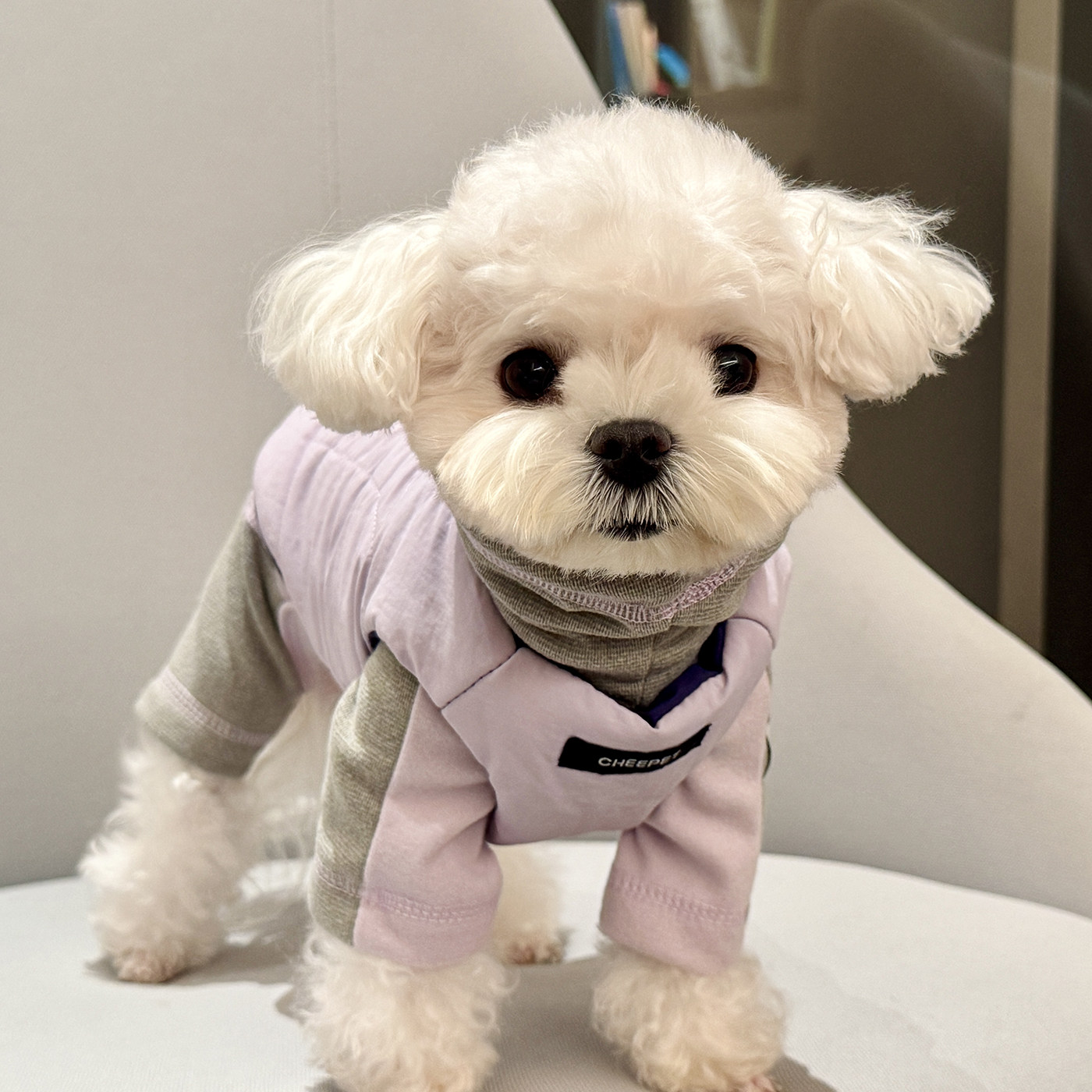 趣派狗狗衣服四脚打底连帽保暖撞色双面马甲泰迪比熊雪纳瑞西高地,宠物/宠物食品及用品,狗宠物服装/雨衣,淘宝优惠券,粉丝福利购,淘宝优惠卷