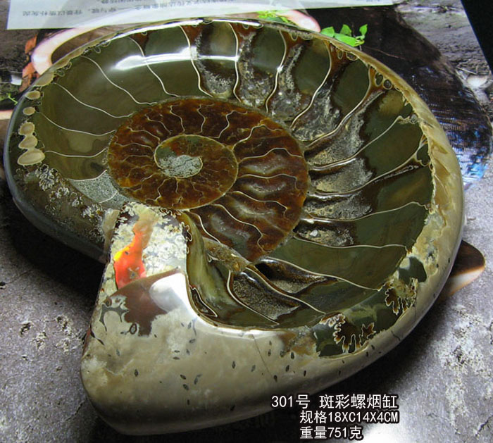 马达加斯加海洋古生物化石标本玉化螺斑彩螺烟缸文玩镇纸把玩收藏