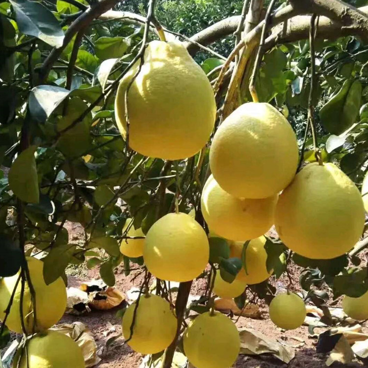 红心柚子树苗大苗当年结果红心蜜柚南方种植白心沙田柚子苗嫁接苗