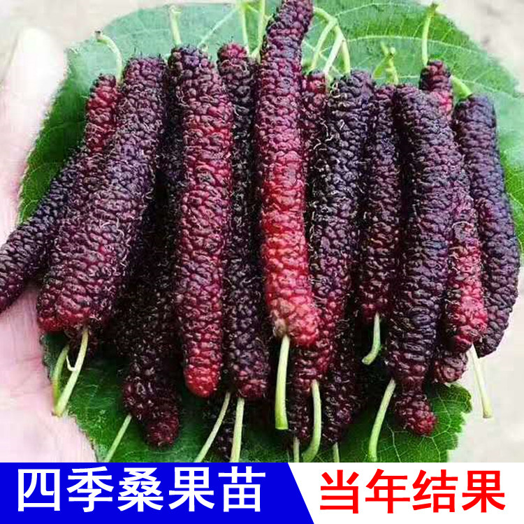 桑葚长什么样子图片,桑葚长,白葡萄长什么样子图片(第4页)_大山谷图库