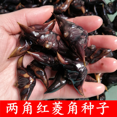 两角红菱角种子凌角种苗