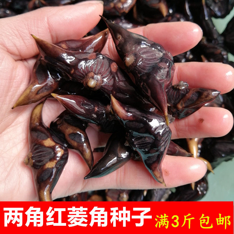 两角红菱角种苗野生水生植物