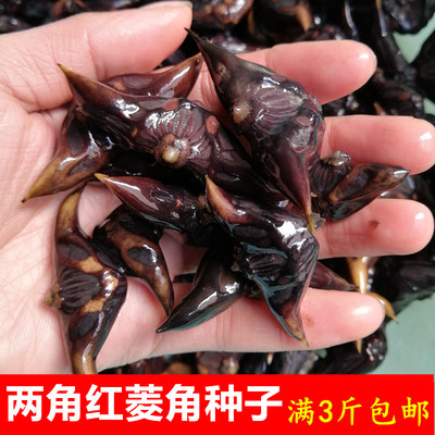 两角红菱角种苗野生水生植物