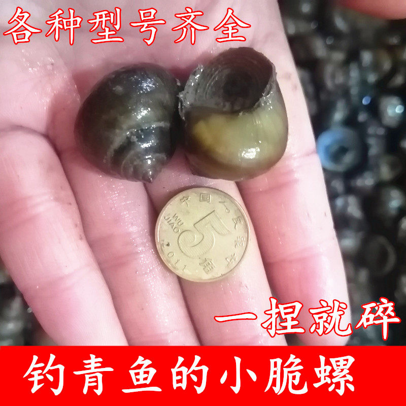 小脆螺钓鱼用挂钩薄壳活体田螺泥螺蛳钓青鱼野山鲜活大田螺包邮