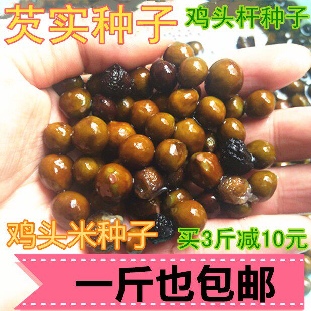 野生糯米芡实种子 鸡头杆种苗杂交鸡头米鸡头果籽良种种苗1斤包邮