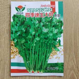 四季大叶香菜种子四季香菜籽本地香菜种小香葱种子香菜籽蔬菜种子