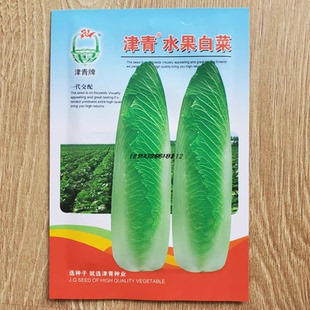 津青水果白菜种子秋播中熟高桩青帮抗病口感好耐贮大白菜蔬菜籽