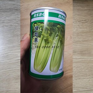 绿如意西芹种子四季耐热高产