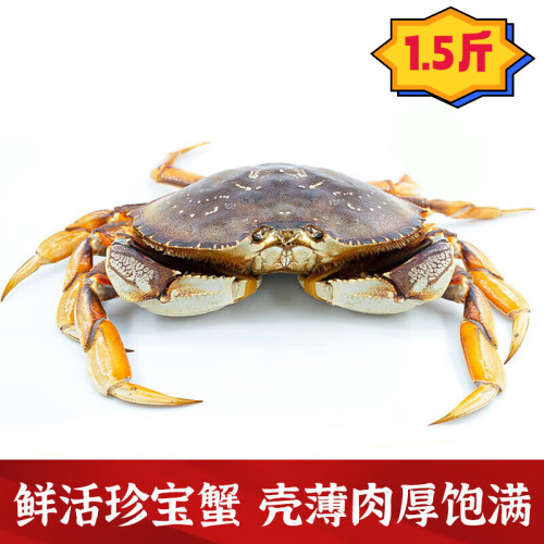 鲜活珍宝蟹特大螃蟹海鲜