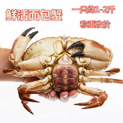 重庆水产 鲜活特大面包蟹500g珍宝蟹鲜活黄金蟹大螃蟹海鲜螃蟹