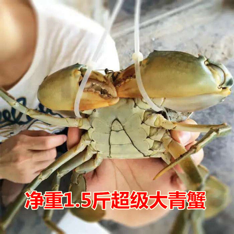 重庆鲜活大青蟹大红膏蟹海鲜大螃蟹超大肉蟹大公蟹净重1.5斤一只