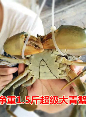 鲜活三门大红净重一只膏蟹