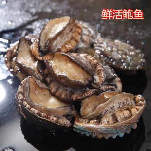 重庆发货鲜活鲍鱼大连鲜活现货野生鲍鱼鲜活海鲜20头鲍鱼