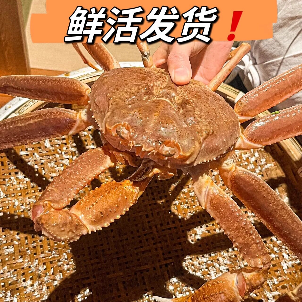 2斤鲜活松叶蟹生猛雪蟹板蟹鲜活帝王蟹平替俄罗斯原产地顺丰特快